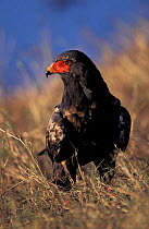 In between plumage of immature Bateleur eagle {Terathopius ecaudatus} Chobe NP, Botswana