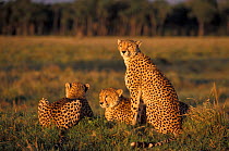 Amber and her cubs. Cheetah family {Acinonyx jubatus} Masai Mara NR, Kenya, Africa