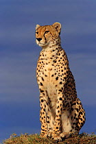 Portrait of female Cheetah 'Amber' {Acinonyx jubatus} Masai Mara NR, Kenya, East Africa - BIG CAT DIARY 1999