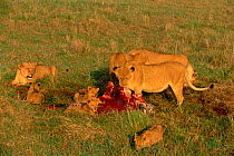 Marsh pride lion family at zebra kill {Panthera leo} Masai Mara NR, Kenya, East Africa. BIG CAT DIARY 1999