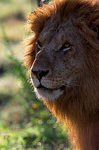 Backlit Marsh pride male Lion head portrait {Panthera leo} Masai Mara NR, Kenya