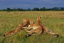 'Amber' and her three cheetah cubs at rest on termite mound {Acinonyx jubatus} Masai Mara NR, Kenya, E Africa. BIG CAT DIARY 1999