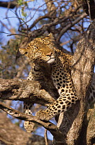 PFemale Leopard {Panthera pardus} "Shadow" sleeping in tree, Big Cat Diary, Masai Mara NR, Kenya.
