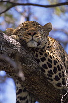Female Leopard {Panthera pardus} "Shadow" sleeping in tree, Big Cat Diary, Masai Mara NR, Kenya.