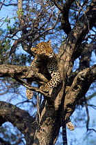 Shadow asleep in tree female leopard {Panthera pardus} Masai