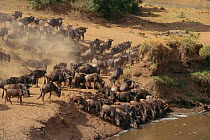 Wildebeest about to cross Mara river {Connonchaetes taurinus} Masai Mara NR, Kenya, E Africa. BIG CAT DIARY 1999