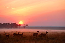 Impala grazing on savanna at dawn {Aepyceros melampus} Masai Mara NR, Kenya, E Africa.