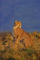 One of Amber's Cheetah cubs on alert {Acinonyx jubatus} Masai Mara NR, Kenya, E Africa. BIG CAT DIARY 1999