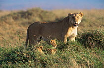 Marsh pride Lioness with small cubs in grass {Panthera leo} Masai Mara NR, Kenya, E Africa