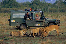 Jonathan Scott, presenter, with camerman watches lion pride feeding from landrover, Masai Mara NR, Kenya. BIG CAT DIARY 2000