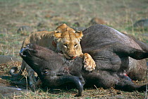 African lioness {Panthera leo} suffocating buffalo prey, Masai Mara NR, Kenya