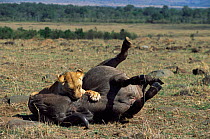 Lioness suffocating buffalo prey {Panthera leo} Masai Mara NR, Kenya, East Africa.