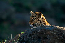 Leopard {Panthera pardus} "Shadow" female, Masai Mara NR, Kenya
