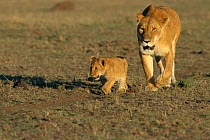 'Solo' walking with lioness mother {Panthera leo} Masai Mara NR, Kenya, East Africa