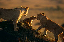 Juvenile African lions playing with small cub {Panthera leo} Masai Mara NR, Kenya