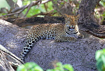 'Zawadi' Leopard resting up in tree {Panthera pardus} Masai Mara NR, Kenya, East Africa. BIG CAT DIARY