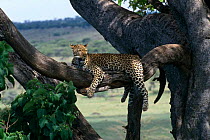 Leopard {Panthera pardus} "Zawadi" resting in tree, Masai Mara NR, Kenya