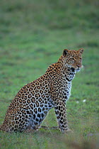 Sitting portrait of 'Zawadi' adult Leopard {Panthera pardus} Masai Mara NR, Kenya, East Africa. BIG CAT DIARY