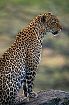 Leopard {Panthera pardus} "Lawadi", Masai Mara NR, Kenya, East