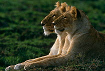 Two Marsh pride African lionesses resting {Panthera leo} Masai Mara NR, Kenya