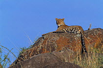 'Zawadi' leopard on watch up on rocks {Panthera pardus} Masai Mara NR, Kenya, East Africa. BIG CAT DIARY