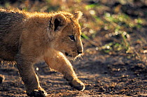 "Solo" Lion cub profile {Panthera leo} Masai Mara NR, Kenya, East Africa - BIG CAT DIARY