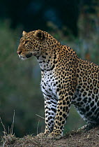Leopard on watch {Panthera pardus} Masai Mara NR, Kenya