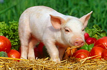 Domestic piglet with vegetables {Sus scrofa domestica} USA