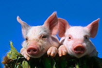 Two Domestic piglets {Sus scrofa domestica} USA