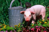 Domestic piglet beside watering can {Sus scrofa domestica} USA