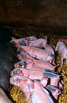Domestic cross breed piglets suckling {Sus scrofa domestica} Gloucestershire, UK