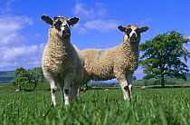 Two lambs in field {Ovis aries} Yorkshire, UK