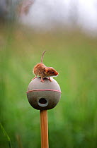 Harvest mouse on artificial nest of ball {Micromys minutus} Somerset, UK