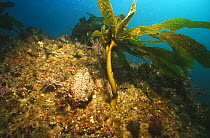 Seapalm kelp fixed on rocks underwater {Postelsia palmaeformis} Pacific Canada