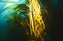Twisted trunks of Giant kelp {Macrocystis integrifolia} California, USA, Pacific Ocean