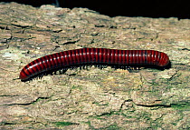 Giant millipede, warning coloration {Chersastus sp} South Africa