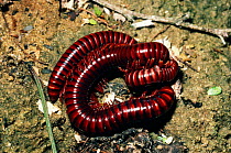 Giant millipedes mating {Chersastus sp} South Africa