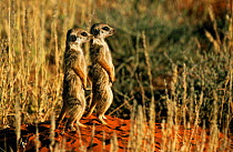 Two Meerkats standing on guard {Suricata suricatta} Tswalu Kalahari Reserve, South Africa.