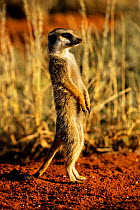 Meerkat standing on guard {Suricata suricatta} Tswalu Kalahari Reserve, South Africa.