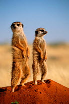 Two Meerkats standing on guard {Suricata suricatta} Tswalu Kalahari R, South Africa - suricates