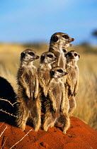 Meerkat family standing on guard {Suricata suricatta} Tswalu Kalahari Reserve, South Africa.