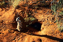 Meerkat at burrow entrance {Suricata suricatta} Tswalu Kalahari R, South Africa.