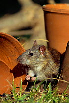Brown rat in garden {Rattus norvegicus} Bristol, UK
