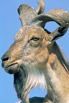 Markhor / Marchur goat head portrait {Capra falconeri} Russia, captive
