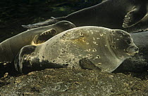 Baikal seals {Pusa sibirica} hauled up on shore, Lake Baikal, Siberia, Russia