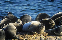 Baikal seals {Pusa sibirica} hauled up on shore beside Lake Baikal, Siberia, Russia