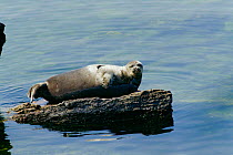 Baikal seal on rock in water {Pusa / Phoca sibirica} Lake Baikal, Russia