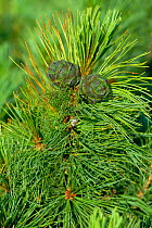 Pine cone and needles {Pinus pumila} Baikal mtns, Russia