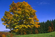 Sugar maple tree with leaves turning colour, Autumn, {Acer saccharum} Vermont, USA