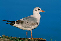 Black-headed gull, first winter plumage {Chroicocephalus ridibundus} Al Ansab, Oman